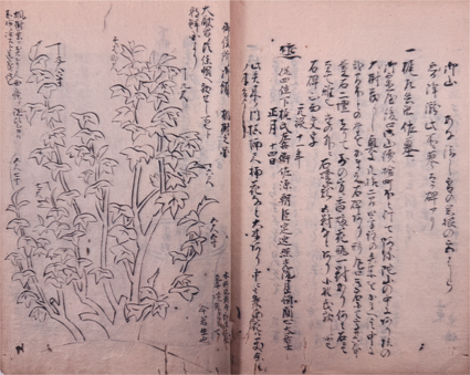 日光雑話