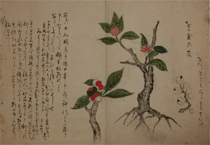 ヲガタマノ木拙考