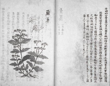 本草綱目抄