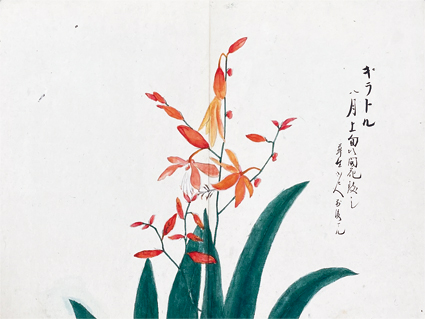花画色写連帳