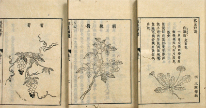 校正 救荒本草