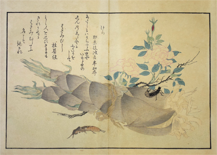 虫類画譜