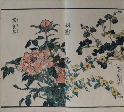 草花絵手本