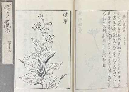 花彙