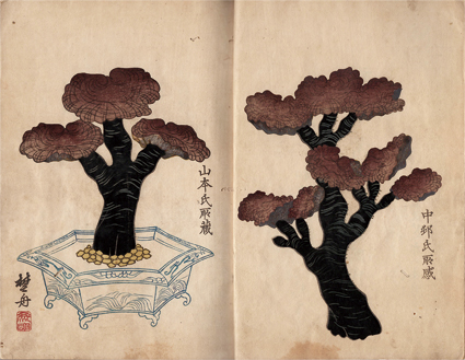 福草考