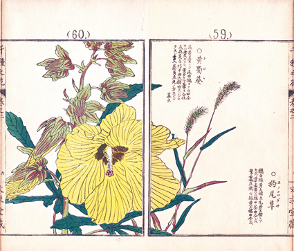 千種之花