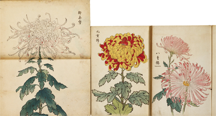 契花百菊