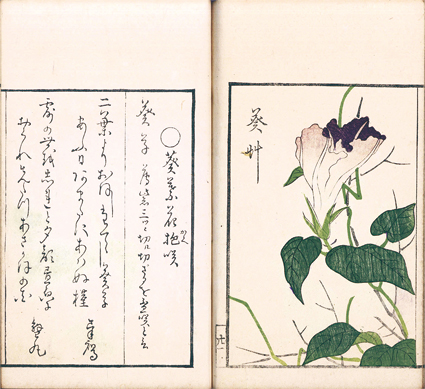 花壇朝顔通