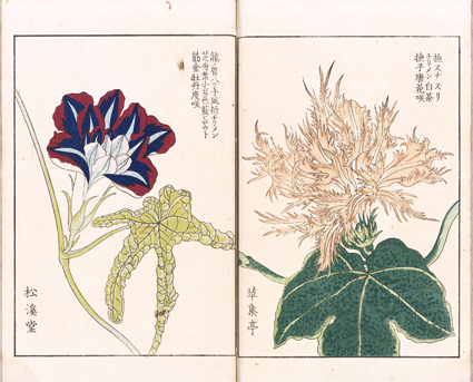 朝顔三十六花撰